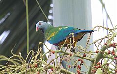 Wompoo Fruit-Dove